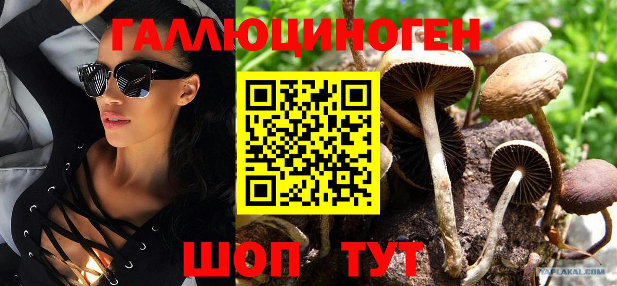 где купить   Вход с VPN  Камышин  Псилоцибиновые грибы MAGIC MUSHROOMS 